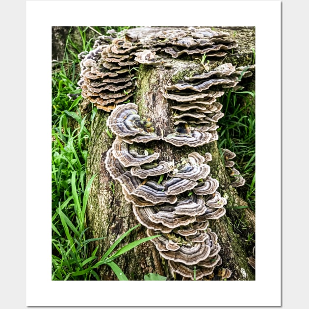 Mushroom Stump. Wall Art by Stus Road Trips